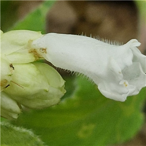 Strobilanthes Nutans